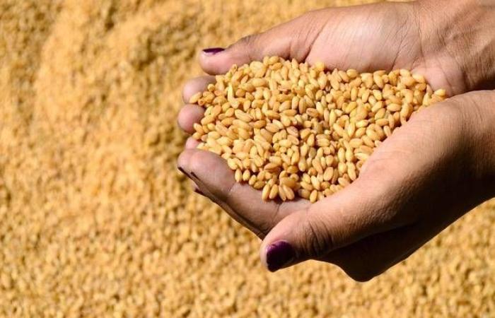 إقتصاد : إنفوجرافيك.. إصدار رخص التحول لزراعة القمح بدلاً للأعلاف إلكترونياً بالسعودية